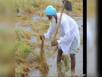 ਪੰਜਾਬ 'ਚ ਬੇਮੌਸਮੀ ਬਾਰਿਸ਼ ਨੇ ਖੇਤਾਂ 'ਚ ਖੜ੍ਹੀਆਂ ਫ਼ਸਲਾਂ ਦੇ ਨਾਲ ਮੰਡੀਆਂ 'ਚ ਪਈ ਫ਼ਸਲ ਦੇ ਨੁਕਸਾਨ ਨੇ ਕਿਸਾਨਾਂ ਦੀਆਂ ਵਧਾਈਆਂ ਮੁਸ਼ਕਲਾਂ : ਜਥੇਦਰ ਬਲਕਾਰ ਸਿੰਘ ਭੁੱਲਰ