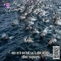 ग्वादर तट के पास दिखीं 500 से अधिक बॉटलनोज़ डॉल्फिन: डब्ल्यूडब्ल्यूएफ