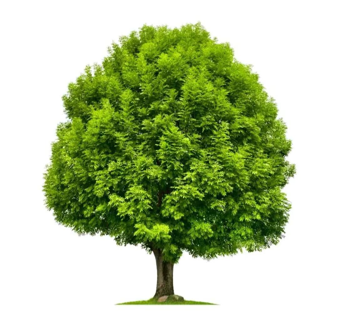 ਰੁੱਖਾਂ ਬਾਰੇ ਮਹੱਤਵਪੂਰਣ ਜਾਣਕਾਰੀ