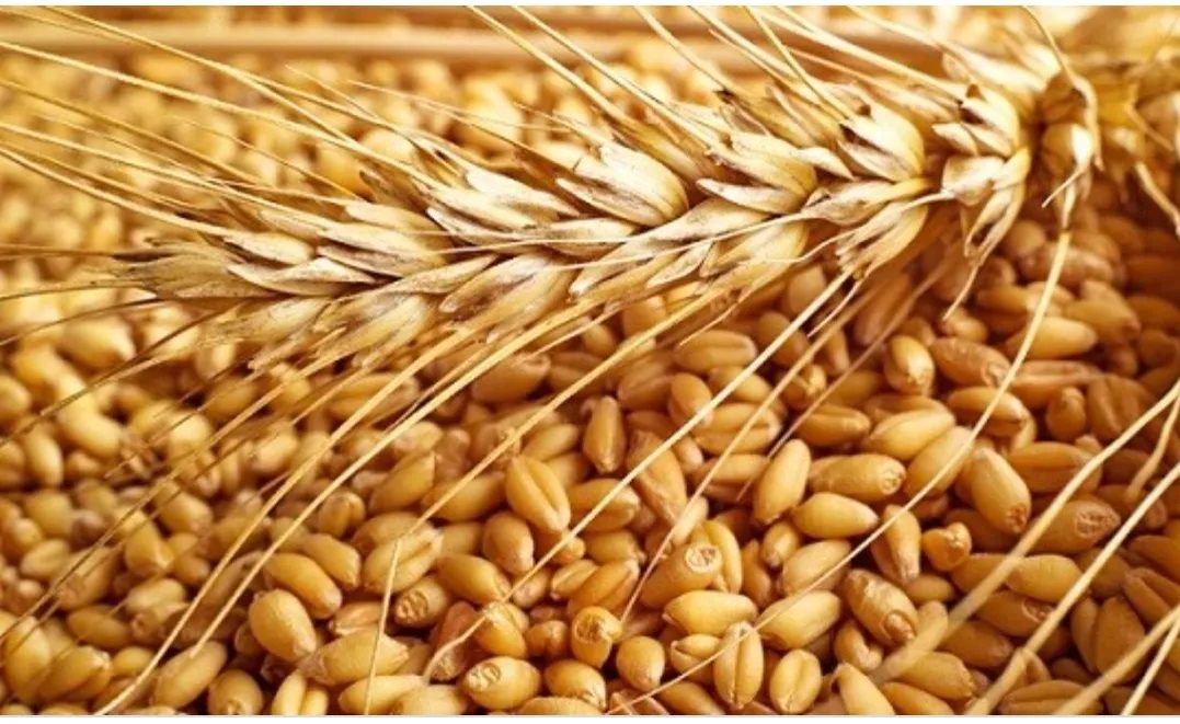 ਕਣਕ ਖਾਣ ਨਾਲ਼ ਵਧਦਾ ਹੈ ਢਿੱਡ…
