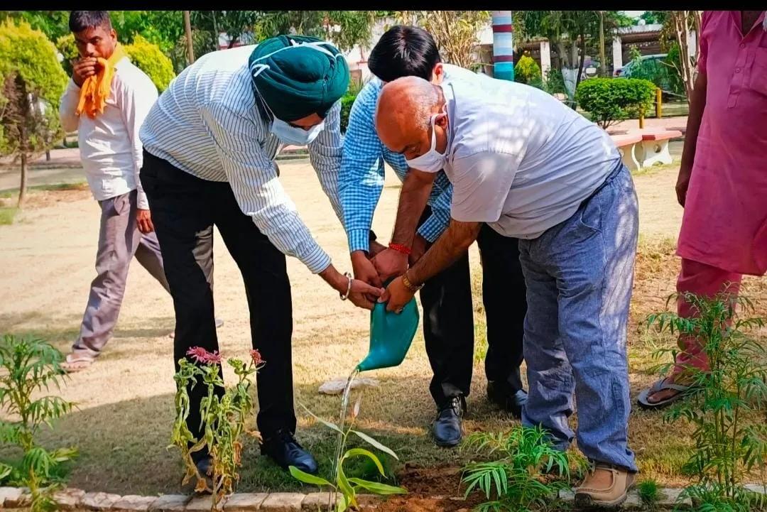 ਭੋਗਪੁਰ ਸ਼ੂਗਰ ਮਿੱਲ  ਅਤੇ ਕਲੋਨੀ ਦੇ  ਵਿੱਚ 900 ਪੌਦੇ ਲਗਾਏ