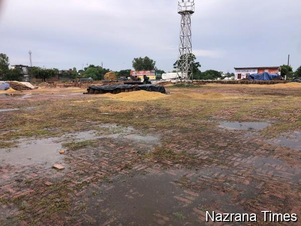 ਟਾਂਗਰਾ ਤਰਸਿਕਾ ਮੰਡੀ ਵਿੱਚ ਖੁਲੇ ਅਸਮਾਨ ਹੇਠ ਭਿੱਜਿਆ ਝੋਨਾ