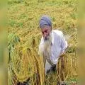 ਪੰਜਾਬ 'ਚ ਅੱਜ ਸਵੇਰ ਤੋਂ ਪੈ ਰਹੇ ਬੇਮੌਸਮੇ ਮੀਂਹ ਨੇ ਕਿਸਾਨਾਂ ਦੇ ਸਾਹ ਸੂਤੇ!
