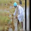 ਪੰਜਾਬ 'ਚ ਬੇਮੌਸਮੀ ਬਾਰਿਸ਼ ਨੇ ਖੇਤਾਂ 'ਚ ਖੜ੍ਹੀਆਂ ਫ਼ਸਲਾਂ ਦੇ ਨਾਲ ਮੰਡੀਆਂ 'ਚ ਪਈ ਫ਼ਸਲ ਦੇ ਨੁਕਸਾਨ ਨੇ ਕਿਸਾਨਾਂ ਦੀਆਂ ਵਧਾਈਆਂ ਮੁਸ਼ਕਲਾਂ : ਜਥੇਦਰ ਬਲਕਾਰ ਸਿੰਘ ਭੁੱਲਰ