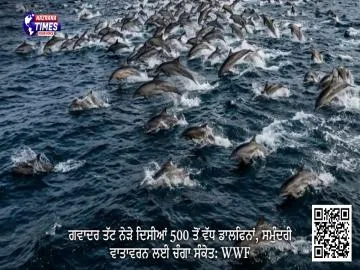ਗਵਾਦਰ ਤੱਟ ਨੇੜੇ ਦਿਸੀਆਂ 500 ਤੋਂ ਵੱਧ ਡਾਲਫਿਨਾਂ, ਸਮੁੰਦਰੀ ਵਾਤਾਵਰਨ ਲਈ ਚੰਗਾ ਸੰਕੇਤ: WWF