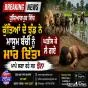 Breaking ਹੁਸ਼ਿਆਰਪੁਰ ਵਿੱਚ ਕੁੱਤਿਆਂ ਦੇ ਝੁੰਡ ਨੇ ਮਾਸੂਮ ਬੱਚੀ ਨੂੰ ਮਾਰ ਦਿੱਤਾ, ਘੜੀਸ ਕੇ ਲੈ ਗਏ, ਮਾਪੇ ਲਗਾ ਰਹੇ ਸਨ ਝੋਨਾ