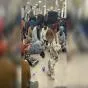 Breking News -Pakistan Stops 92-Member Sikh Jatha at Faisalabad Airport Over ETPB NOC Issue
