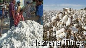 Pakistan’s Cotton Sector in Crisis Amid Conflicting Harvest Reports